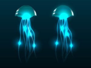 Jellyfish Stings