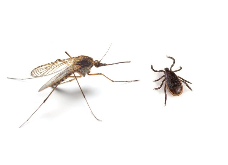 Mosquitos and Ticks